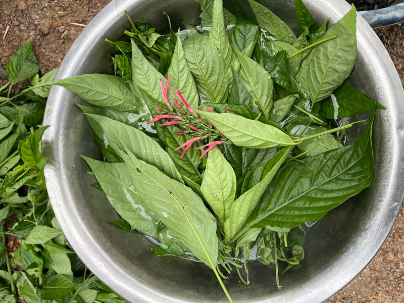 Justicia Carnea